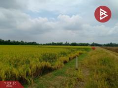 ขายที่ดิน เนื้อที่ 1 งาน หนองเสือ ปทุมธานี-202509081533281757320408927.jpg