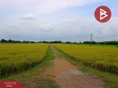 ขายที่ดิน เนื้อที่ 1 งาน หนองเสือ ปทุมธานี-202509081533291757320409438.jpg