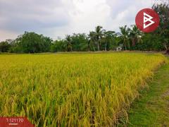 ขายที่ดิน เนื้อที่ 1 งาน หนองเสือ ปทุมธานี-202509081533291757320409957.jpg