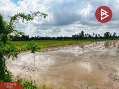 ขายที่ดิน เนื้อที่ 3 ไร่ 1 งาน 5.9 ตร.วา สรรพยา ชัยนาท-202509081936541757335014497.jpg