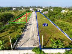 ขาย ที่ดิน จัดสรร 13 แปลง น้ำไม่ท่วม ที่ดิน 2 ไร่ ถมสูงแล้วนานกว่า 10 ปี