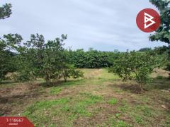 ขายที่ดินพร้อมสวนผลไม้ เนื้อที่ 7 ไร่ 18 ตร.วา ท่าปลา อุตรดิตถ์-202509101507221757491642529.jpg