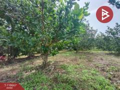 ขายที่ดินพร้อมสวนผลไม้ เนื้อที่ 7 ไร่ 18 ตร.วา ท่าปลา อุตรดิตถ์-202509101507231757491643294.jpg