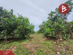 ขายที่ดินพร้อมสวนผลไม้ เนื้อที่ 7 ไร่ 18 ตร.วา ท่าปลา อุตรดิตถ์-202509101507241757491644376.jpg