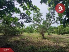 ขายที่ดินพร้อมสวนผลไม้ เนื้อที่ 7 ไร่ 18 ตร.วา ท่าปลา อุตรดิตถ์-202509101507261757491646243.jpg