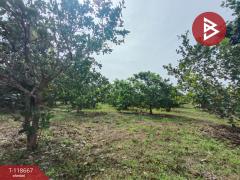 ขายที่ดินพร้อมสวนผลไม้ เนื้อที่ 7 ไร่ 18 ตร.วา ท่าปลา อุตรดิตถ์-202509101507261757491646781.jpg