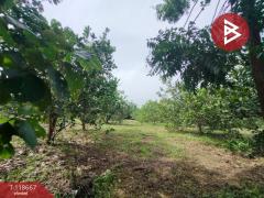 ขายที่ดินพร้อมสวนผลไม้ เนื้อที่ 7 ไร่ 18 ตร.วา ท่าปลา อุตรดิตถ์-202509101507271757491647328.jpg