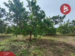 ขายที่ดินพร้อมสวนผลไม้ เนื้อที่ 7 ไร่ 18 ตร.วา ท่าปลา อุตรดิตถ์-202509101507281757491648247.jpg