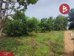 ขายที่ดินพร้อมสวนผลไม้ เนื้อที่ 7 ไร่ 18 ตร.วา ท่าปลา อุตรดิตถ์-202509101507291757491649329.jpg