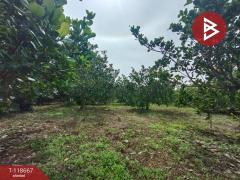 ขายที่ดินพร้อมสวนผลไม้ เนื้อที่ 7 ไร่ 18 ตร.วา ท่าปลา อุตรดิตถ์-202509101507291757491649867.jpg