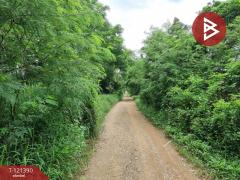 ขายที่ดิน เนื้อที่ 5 ไร่ 3 งาน 8.5 ตร.วา ลำลูกกา ปทุมธานี-202509111327271757572047757.jpg