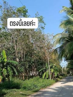 ขายที่สวนยางยกแปลง โฉนดครุฑแดง 5 ไร่ 30 ตารางวา ประจวบคีรีขันธ์-202509111357301757573850176.jpg