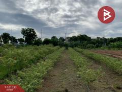 ขายที่ดินถมแล้ว เนื้อที่ 8 ไร่ 3 งาน มโนรมย์ ชัยนาท-202509111607521757581672038.jpg