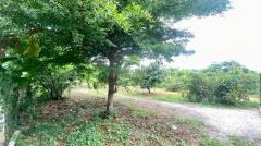 ขายที่ดิน 1 ไร่ พร้อมบ้าน 3 หลัง ใกล้เมืองอู่ทอง สุพรรณบุรี ทำเลดี เหมาะลงทุนหรือพักอาศัย-202509131708021757758082433.jpg