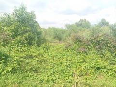 ขายถูก ที่ดิน สนามกอล์ฟไพน์เฮิร์สท 393 ตรว ใกล้ถ.พหลโยธินแค่ 1.9 กม. CC-202509141013331757819613007.jpg