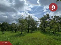 ขายที่ดินพร้อมสวนผลไม้ เนื้อที่ 5 ไร่ 2 งาน 91 ตร.วา ท่าใหม่ จันทบุรี-202509141558081757840288613.jpg