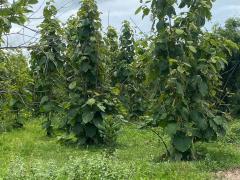 ที่ดินพร้อมต้นสัก 52-0-99 ไร่ ผืนใหญ่ ต.เขาทราย อ.ทับคล้อ จ.พิจิตร-202509150901391757901699951.jpg