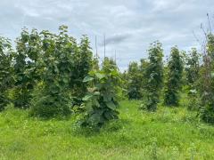 ที่ดินพร้อมต้นสัก 52-0-99 ไร่ ผืนใหญ่ ต.เขาทราย อ.ทับคล้อ จ.พิจิตร-202509150901401757901700497.jpg