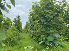 ที่ดินพร้อมต้นสัก 52-0-99 ไร่ ผืนใหญ่ ต.เขาทราย อ.ทับคล้อ จ.พิจิตร-202509150901411757901701602.jpg