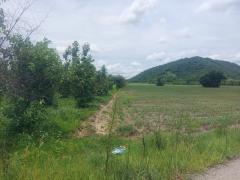 ที่ดินพร้อมต้นสัก 52-0-99 ไร่ ผืนใหญ่ ต.เขาทราย อ.ทับคล้อ จ.พิจิตร-202509150901421757901702382.jpg