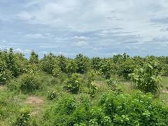 ที่ดินพร้อมต้นสัก 52-0-99 ไร่ ผืนใหญ่ ต.เขาทราย อ.ทับคล้อ จ.พิจิตร-202509150901421757901702918.jpg