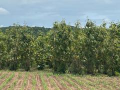 ที่ดินพร้อมต้นสัก 52-0-99 ไร่ ผืนใหญ่ ต.เขาทราย อ.ทับคล้อ จ.พิจิตร-202509150901431757901703870.jpg