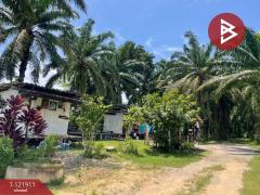 ขายที่ดิน เนื้อที่ 2 ไร่ 5.9 ตารางวา ท่าแซะ ชุมพร-202509151716111757931371970.jpg