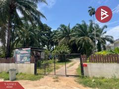 ขายที่ดิน เนื้อที่ 2 ไร่ 5.9 ตารางวา ท่าแซะ ชุมพร-202509151716121757931372499.jpg