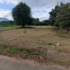 ขายที่ดินเปล่าขนาด 1 ไร่ 1 งาน 35 ตารางวา อ.เชียงดาว จ.เชียงใหม่ บรรยากาศร่มรื่น เห็นวิวดอยหลวง ใกล้โรงเรียนยูเมะมิกิ-202509161102051757995325936.jpg