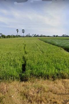 ขายที่ดินสุพรรณบุรี แปลงใหญ่ ทำเลดี เหมาะทำบ้านจัดสรร/สวนไร่นา