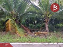 ขายที่ดิน 3 แปลง แปลงละ 2 งาน 34 ตารางวา คลองเขิน สมุทรสงคราม-202509161414401758006880587.jpg