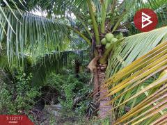 ขายที่ดิน 3 แปลง แปลงละ 2 งาน 34 ตารางวา คลองเขิน สมุทรสงคราม-202509161414411758006881890.jpg