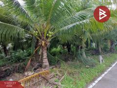 ขายที่ดิน 3 แปลง แปลงละ 2 งาน 34 ตารางวา คลองเขิน สมุทรสงคราม-202509161414421758006882424.jpg