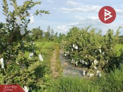 ขายบ้านเดี่ยว และโรงเพาะเลี้ยงปลา พร้อมสวนผลไม้ เนื้อที่ 28 ไร่ 3 งาน 40.1 ตารางวา บางกระทุ่ม พิษณุโลก-202509161447291758008849086.jpg