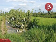 ขายบ้านเดี่ยว และโรงเพาะเลี้ยงปลา พร้อมสวนผลไม้ เนื้อที่ 28 ไร่ 3 งาน 40.1 ตารางวา บางกระทุ่ม พิษณุโลก-202509161447291758008849618.jpg