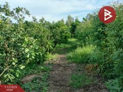 ขายบ้านเดี่ยว และโรงเพาะเลี้ยงปลา พร้อมสวนผลไม้ เนื้อที่ 28 ไร่ 3 งาน 40.1 ตารางวา บางกระทุ่ม พิษณุโลก-202509161447301758008850142.jpg