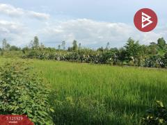 ขายบ้านเดี่ยว และโรงเพาะเลี้ยงปลา พร้อมสวนผลไม้ เนื้อที่ 28 ไร่ 3 งาน 40.1 ตารางวา บางกระทุ่ม พิษณุโลก-202509161447301758008850669.jpg