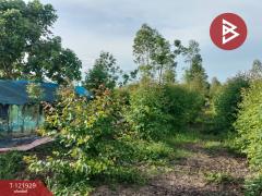 ขายบ้านเดี่ยว และโรงเพาะเลี้ยงปลา พร้อมสวนผลไม้ เนื้อที่ 28 ไร่ 3 งาน 40.1 ตารางวา บางกระทุ่ม พิษณุโลก-202509161447311758008851190.jpg