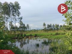 ขายบ้านเดี่ยว และโรงเพาะเลี้ยงปลา พร้อมสวนผลไม้ เนื้อที่ 28 ไร่ 3 งาน 40.1 ตารางวา บางกระทุ่ม พิษณุโลก-202509161447311758008851714.jpg