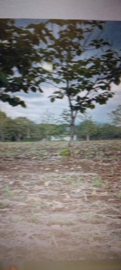 Big plot of land for sale 76 Rais vacant land at Tak North of Thailand