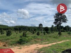 ขายที่ดิน เนื้อที่ 15 ไร่ 1 งาน 9 ตร.วา นาจะหลวย อุบลราชธานี-202509171001071758078067597.jpg