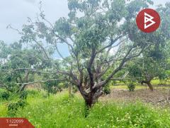 ขายที่ดิน เนื้อที่ 1 ไร่ 3 งาน 30.3 ตร.วา สันป่าตอง เชียงใหม่