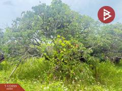 ขายที่ดิน เนื้อที่ 1 ไร่ 3 งาน 30.3 ตร.วา สันป่าตอง เชียงใหม่-202509171139331758083973261.jpg