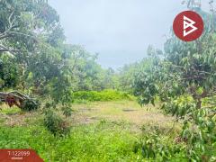 ขายที่ดิน เนื้อที่ 1 ไร่ 3 งาน 30.3 ตร.วา สันป่าตอง เชียงใหม่-202509171139341758083974337.jpg