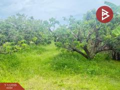 ขายที่ดิน เนื้อที่ 1 ไร่ 3 งาน 30.3 ตร.วา สันป่าตอง เชียงใหม่-202509171139341758083974868.jpg