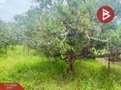 ขายที่ดิน เนื้อที่ 1 ไร่ 3 งาน 30.3 ตร.วา สันป่าตอง เชียงใหม่-202509171139351758083975667.jpg