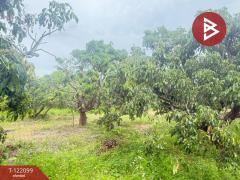 ขายที่ดิน เนื้อที่ 1 ไร่ 3 งาน 30.3 ตร.วา สันป่าตอง เชียงใหม่-202509171139361758083976729.jpg