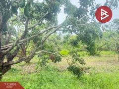 ขายที่ดิน เนื้อที่ 1 ไร่ 3 งาน 30.3 ตร.วา สันป่าตอง เชียงใหม่-202509171139371758083977269.jpg