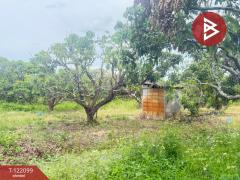 ขายที่ดิน เนื้อที่ 1 ไร่ 3 งาน 30.3 ตร.วา สันป่าตอง เชียงใหม่-202509171139371758083977797.jpg