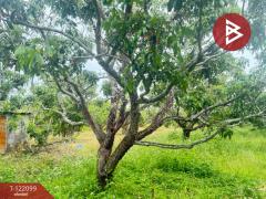 ขายที่ดิน เนื้อที่ 1 ไร่ 3 งาน 30.3 ตร.วา สันป่าตอง เชียงใหม่-202509171139381758083978675.jpg